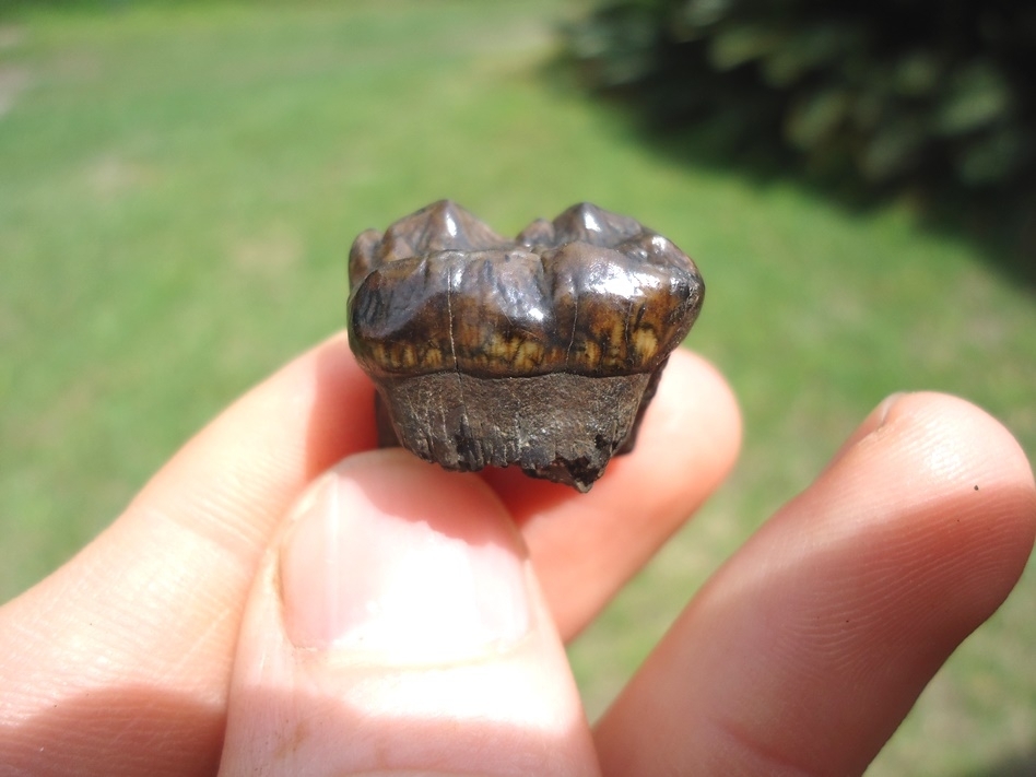 Large image 1 Top Quality Colorful Spectacled Bear Upper Molar