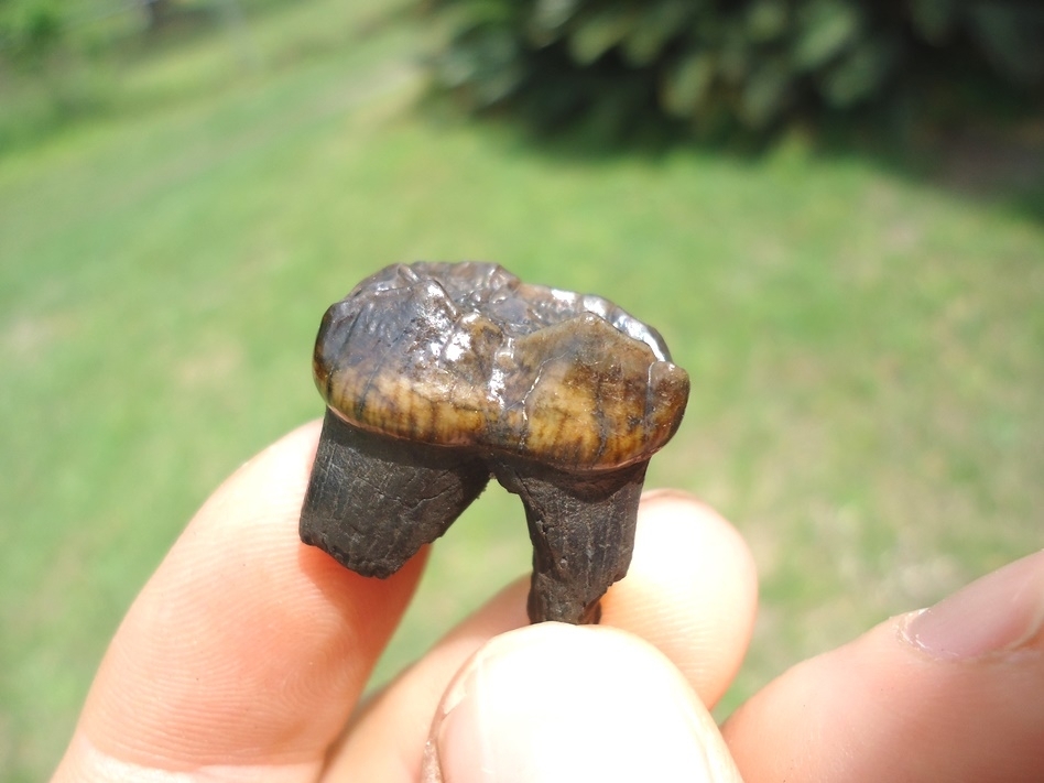 Large image 3 Top Quality Colorful Spectacled Bear Upper Molar