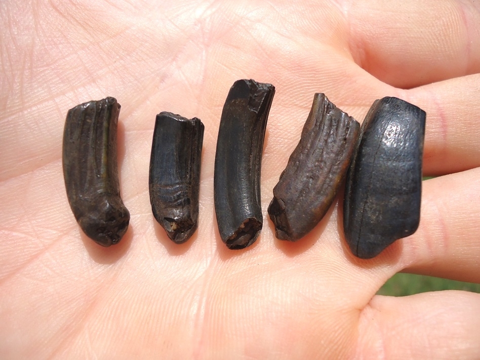 Large image 2 Five Choice Beaver Teeth