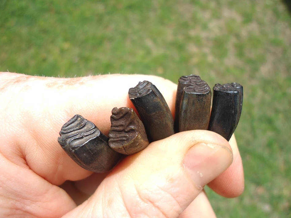 Large image 3 Five Choice Beaver Teeth