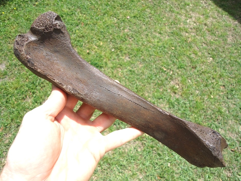 Large image 1 Uncommon Tapir Tibia