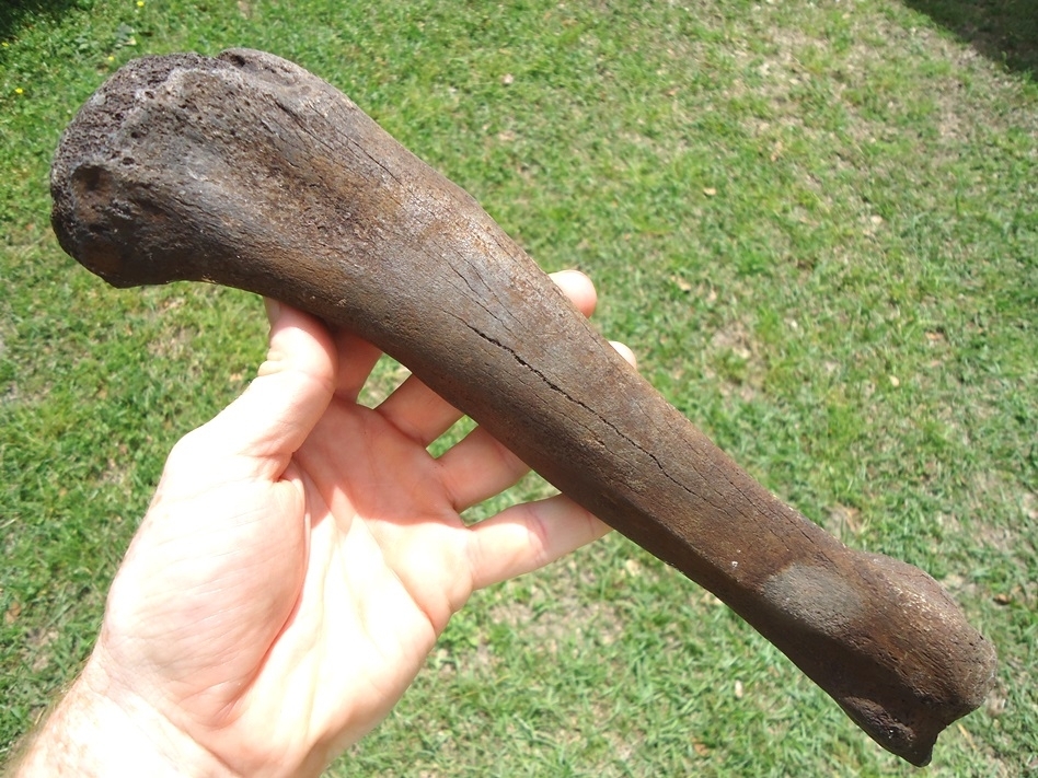 Large image 2 Uncommon Tapir Tibia