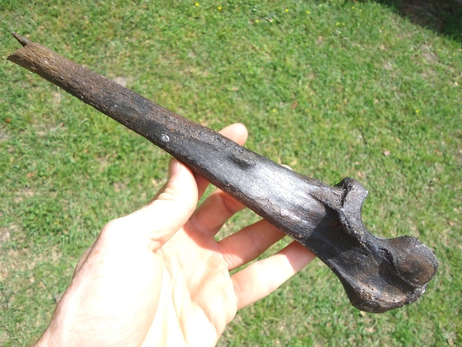 Large image 1 Very Rare Spectacled Bear Ulna