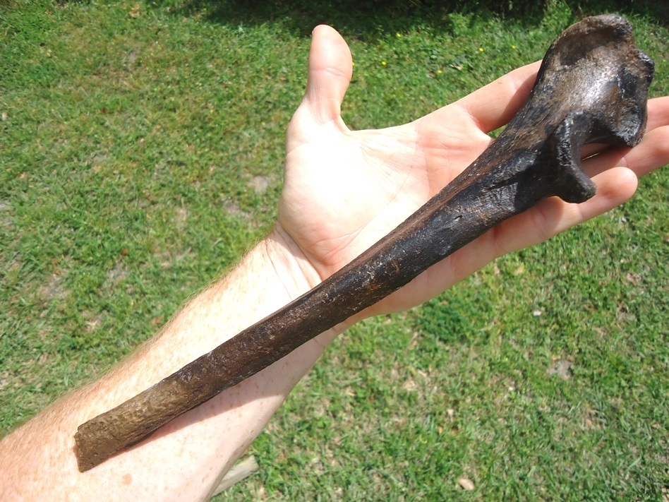 Large image 4 Very Rare Spectacled Bear Ulna