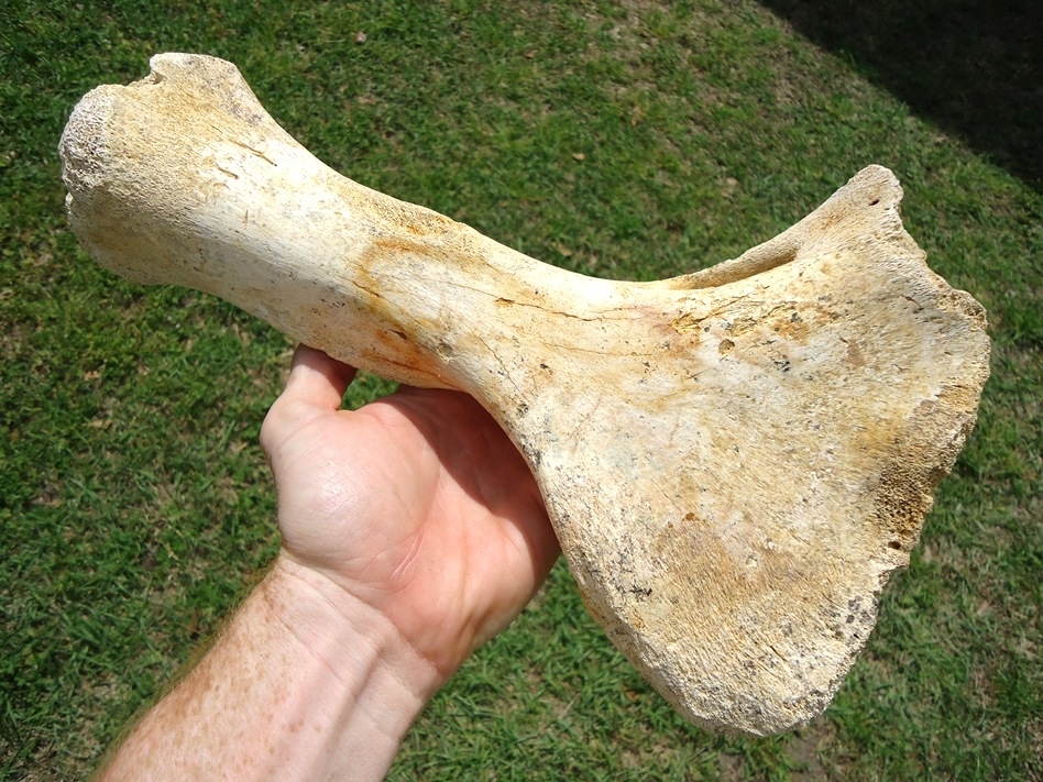 Large image 1 Rare Sloth Humerus