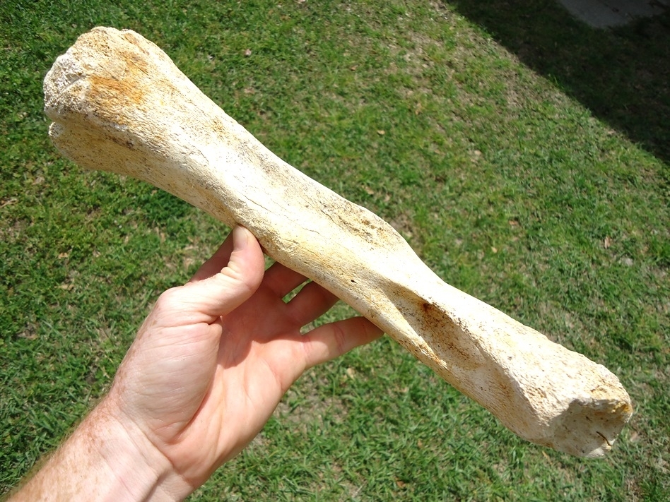 Large image 2 Rare Sloth Humerus