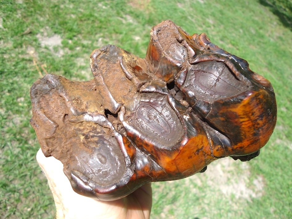 Large image 2 Gorgeous Red & Orange Suwannee River Mastodon Tooth