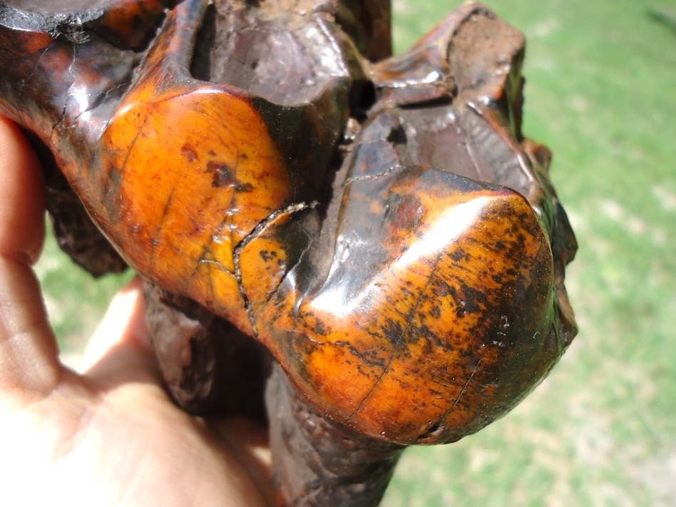 Large image 4 Gorgeous Red & Orange Suwannee River Mastodon Tooth