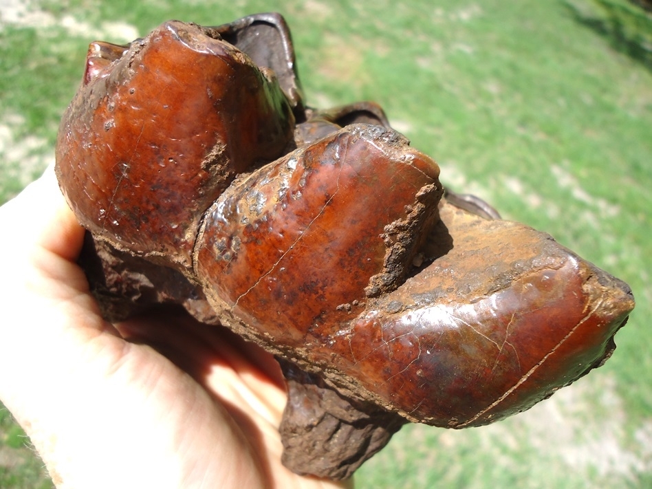 Large image 6 Gorgeous Red & Orange Suwannee River Mastodon Tooth