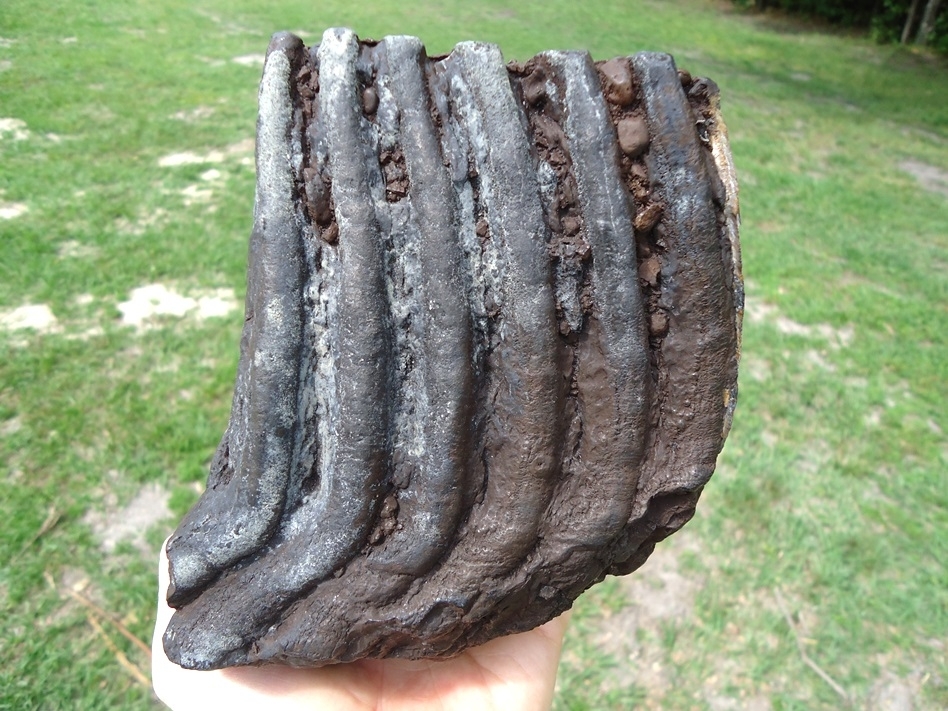 Large image 1 Large 4.5lb Mammoth Tooth