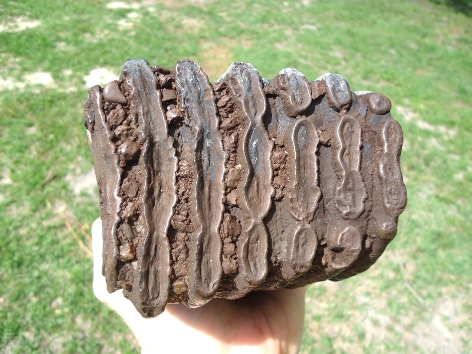 Large image 2 Large 4.5lb Mammoth Tooth
