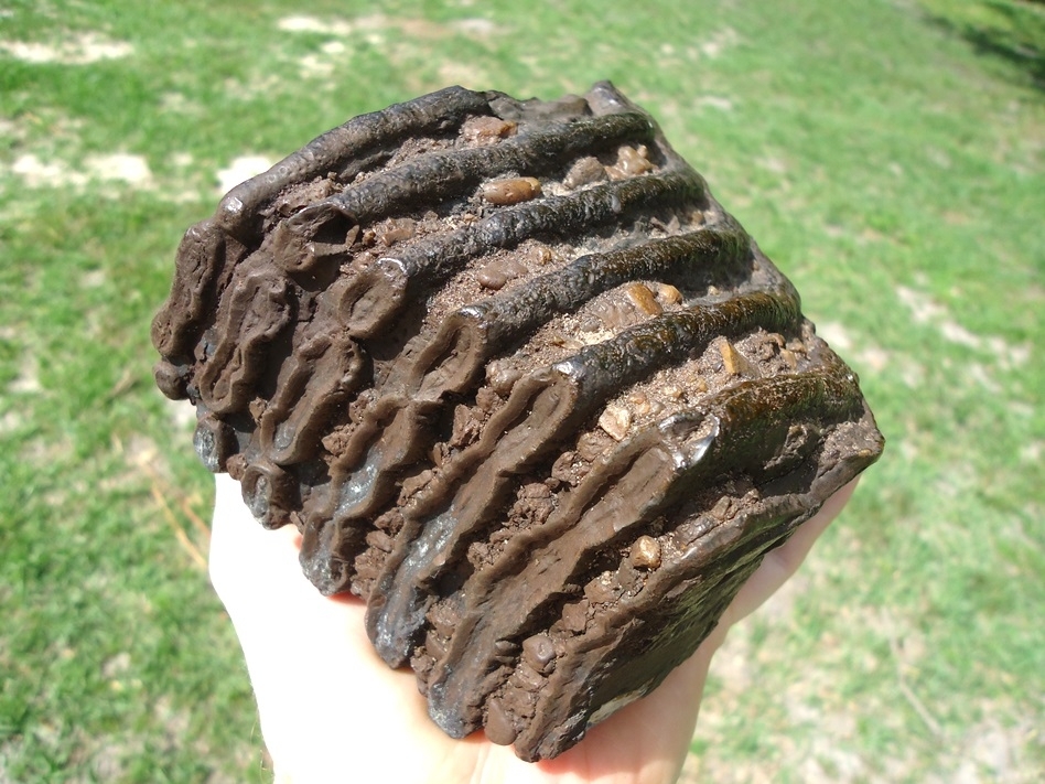 Large image 3 Large 4.5lb Mammoth Tooth