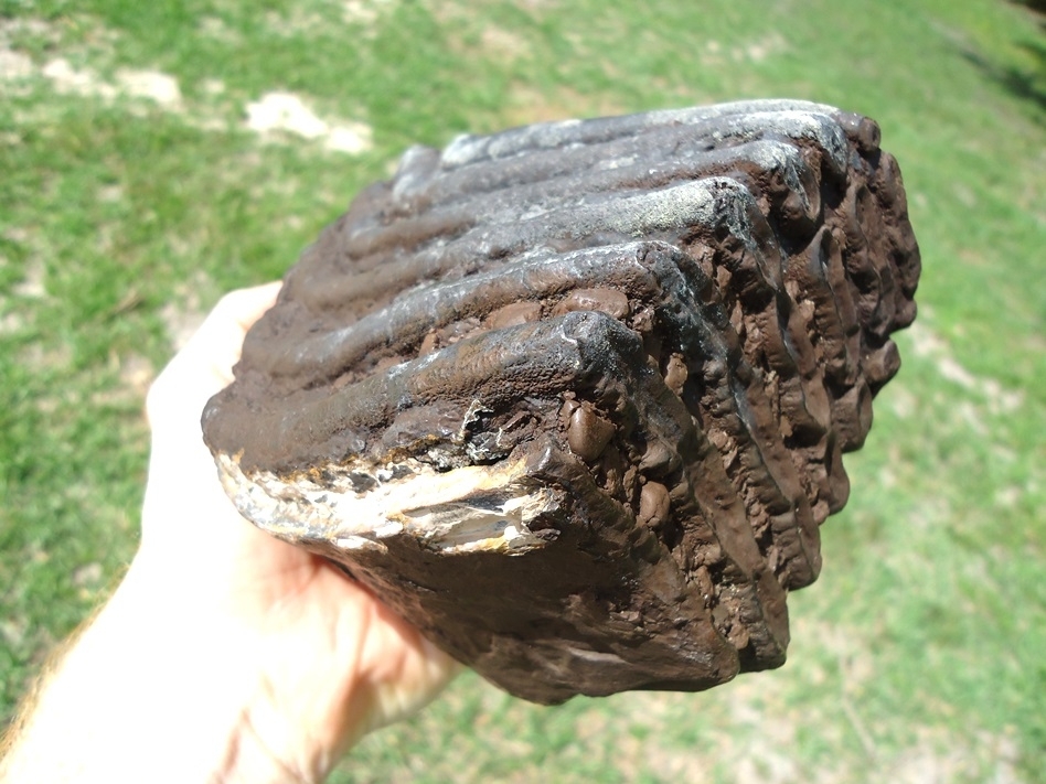 Large image 4 Large 4.5lb Mammoth Tooth