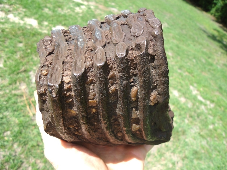 Large image 5 Large 4.5lb Mammoth Tooth