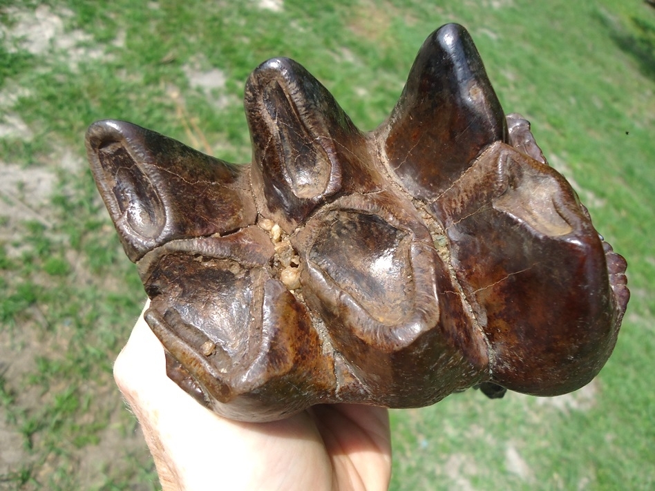 Large image 2 Long Rooted Three Hump Mastodon Tooth