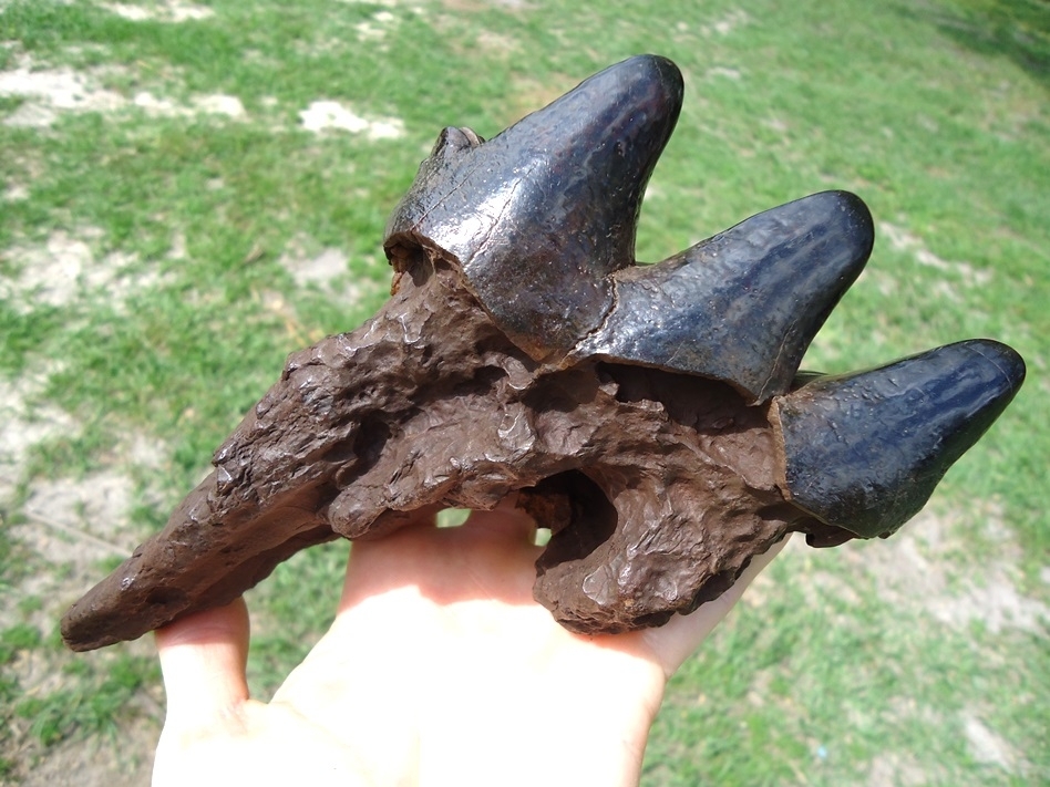 Large image 3 Long Rooted Three Hump Mastodon Tooth