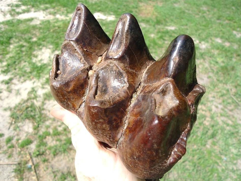 Large image 4 Long Rooted Three Hump Mastodon Tooth