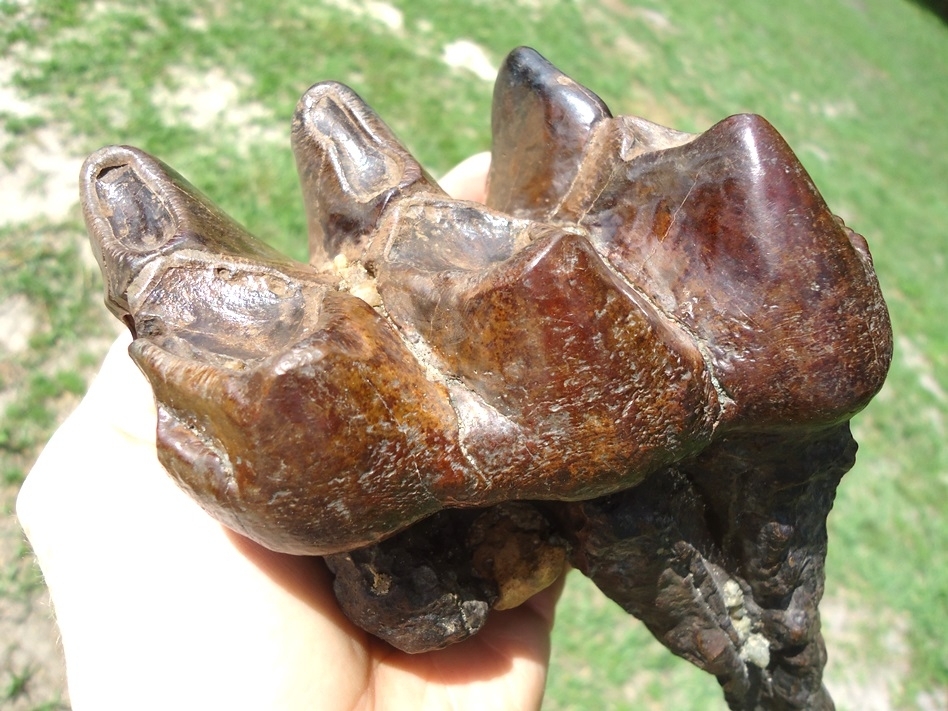 Large image 5 Long Rooted Three Hump Mastodon Tooth
