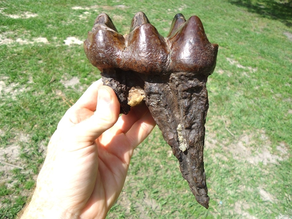 Large image 1 Long Rooted Three Hump Mastodon Tooth