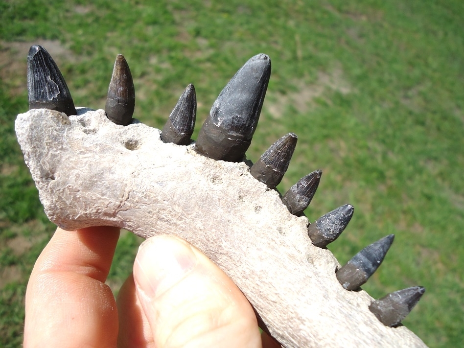 Large image 3 Section of Alligator Mandible with Nine Teeth