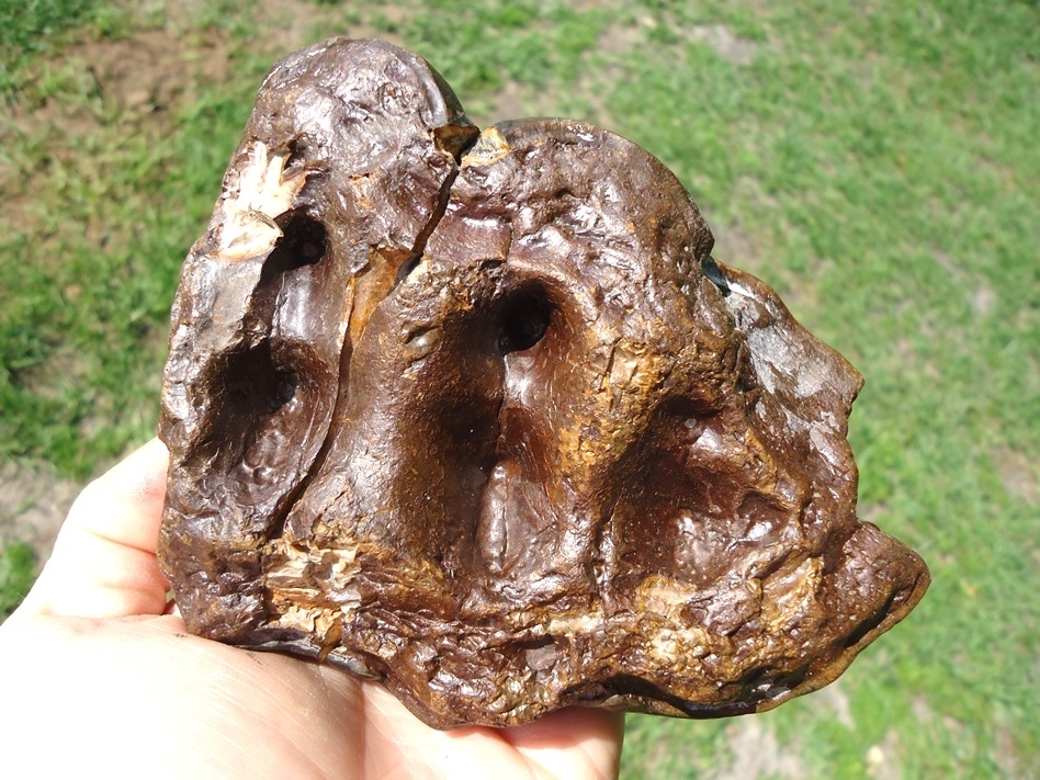 Large image 4 Large Partial Mastodon Tooth