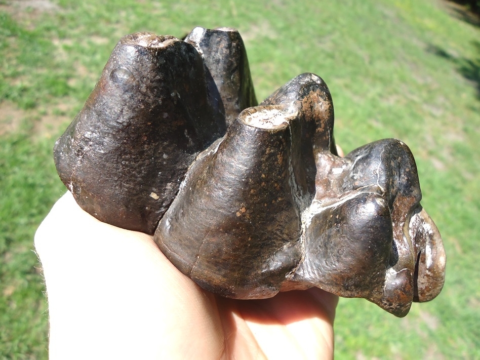 Large image 2 Large Partial Mastodon Tooth