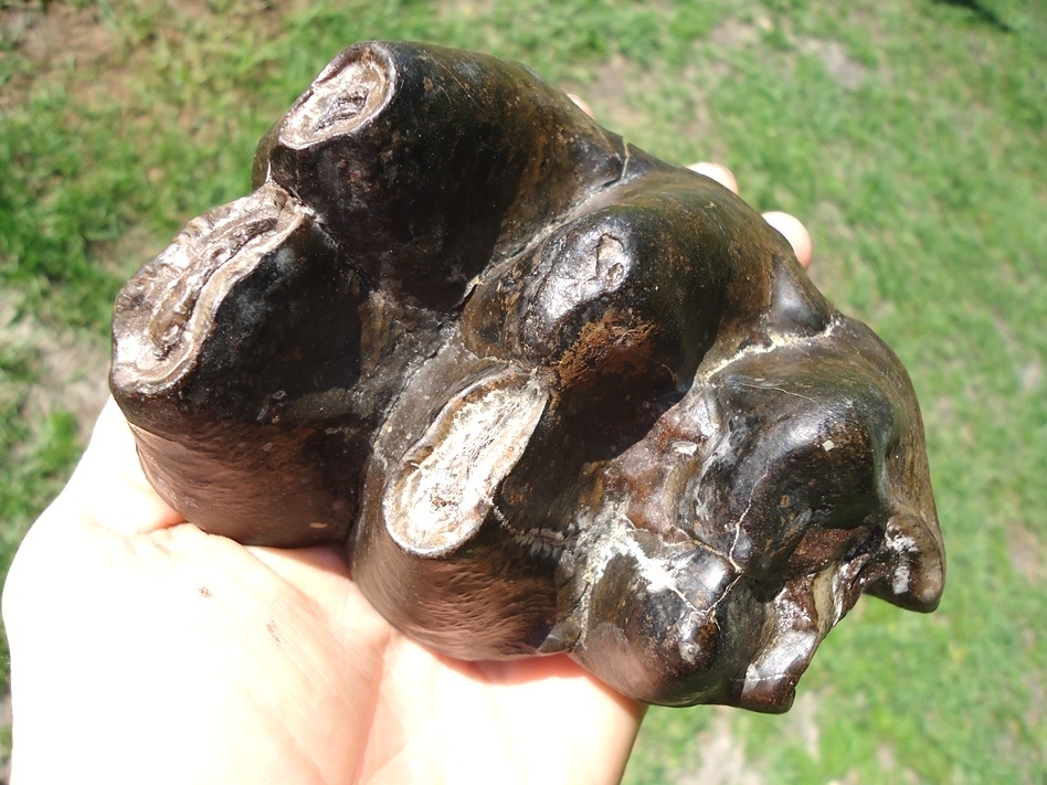 Large image 3 Large Partial Mastodon Tooth