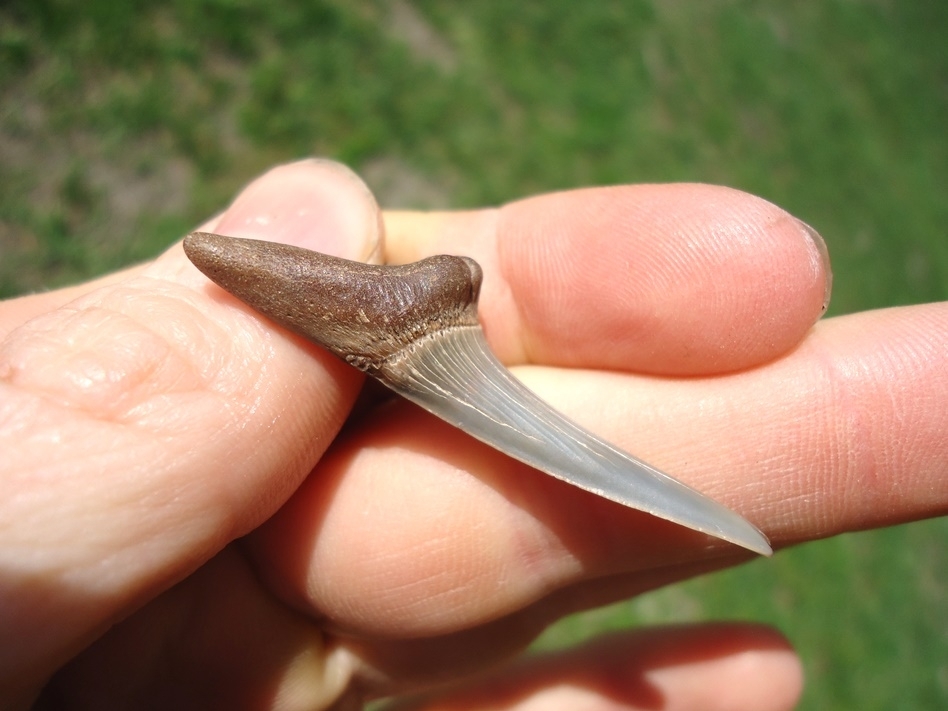 Large image 2 Rare Cretaceous Goblin Shark Tooth