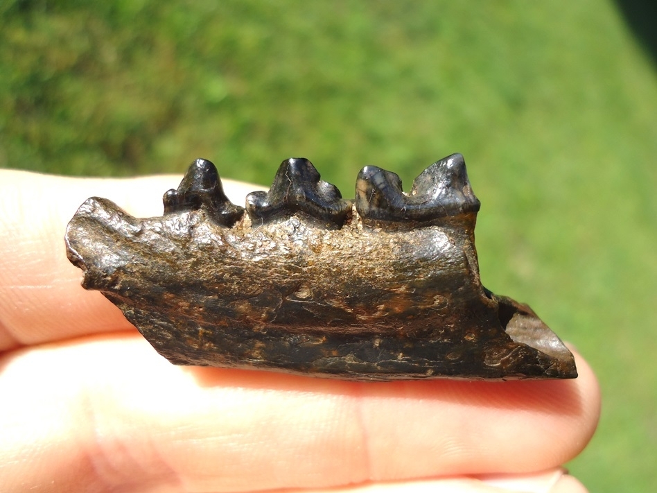 Large image 1 Bobcat Mandible with Three Teeth