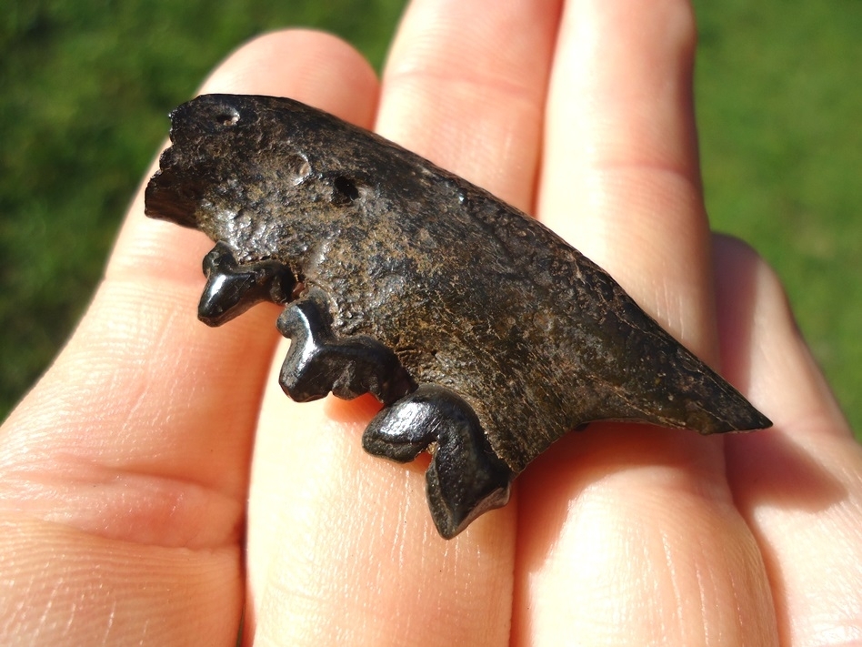 Large image 2 Bobcat Mandible with Three Teeth