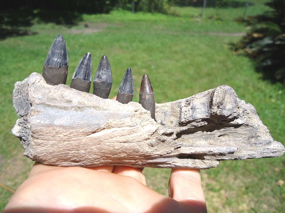 Large image 1 Section of Alligator Mandible with Five Teeth