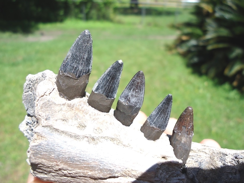Large image 2 Section of Alligator Mandible with Five Teeth