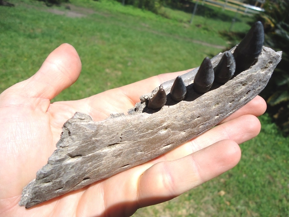 Large image 4 Section of Alligator Mandible with Five Teeth