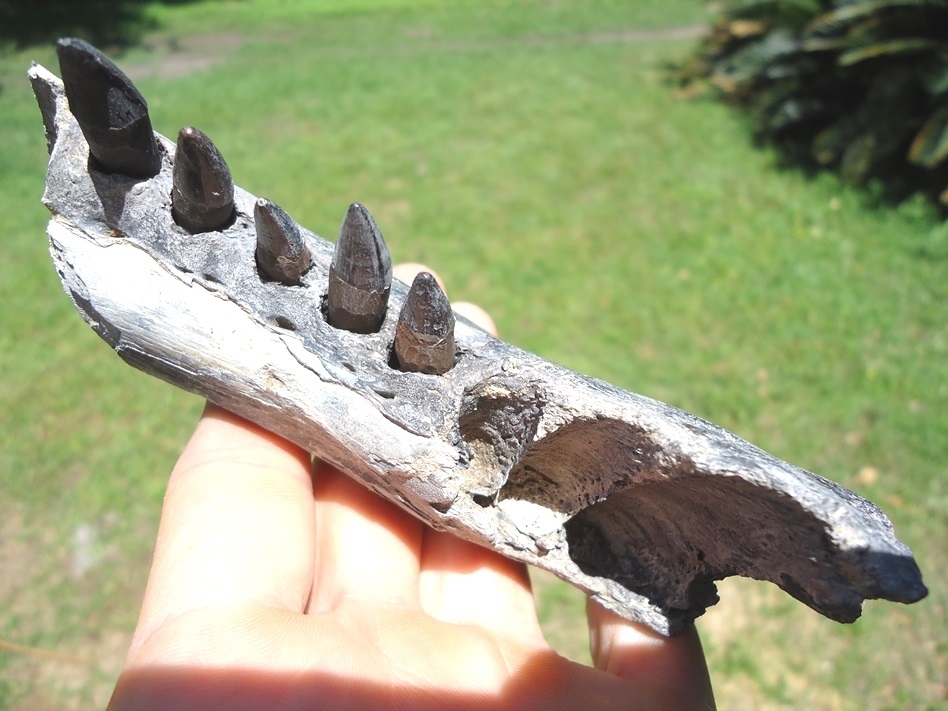 Large image 2 Section of Alligator Mandible with Five Teeth