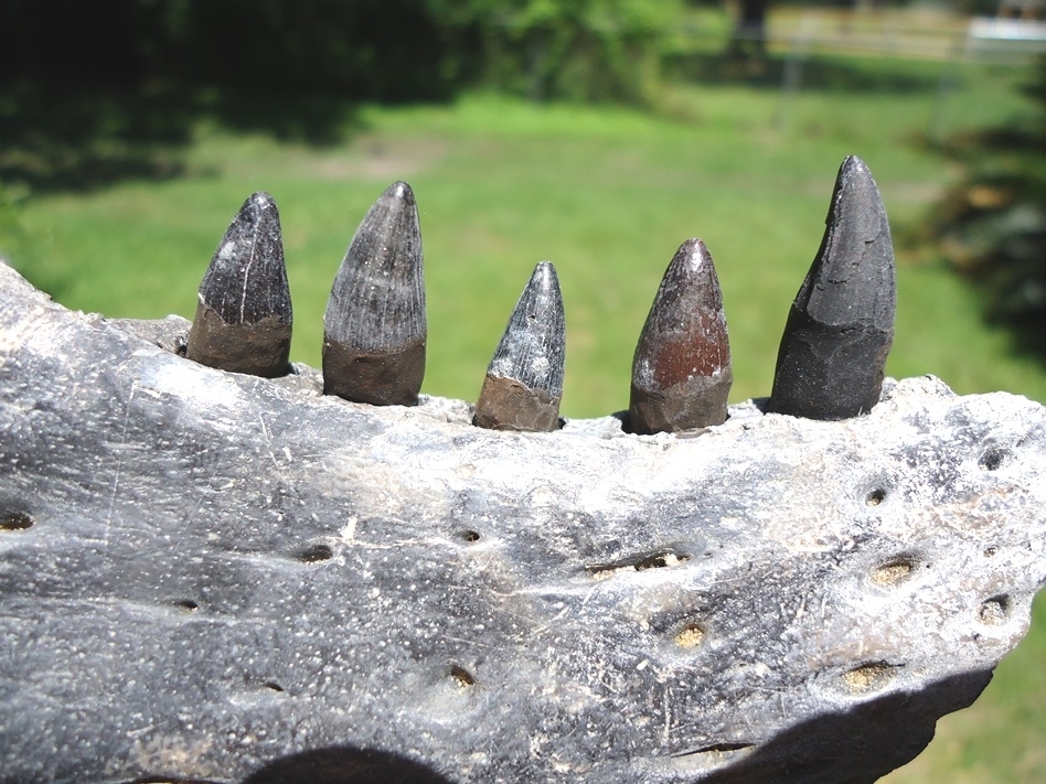 Large image 3 Section of Alligator Mandible with Five Teeth