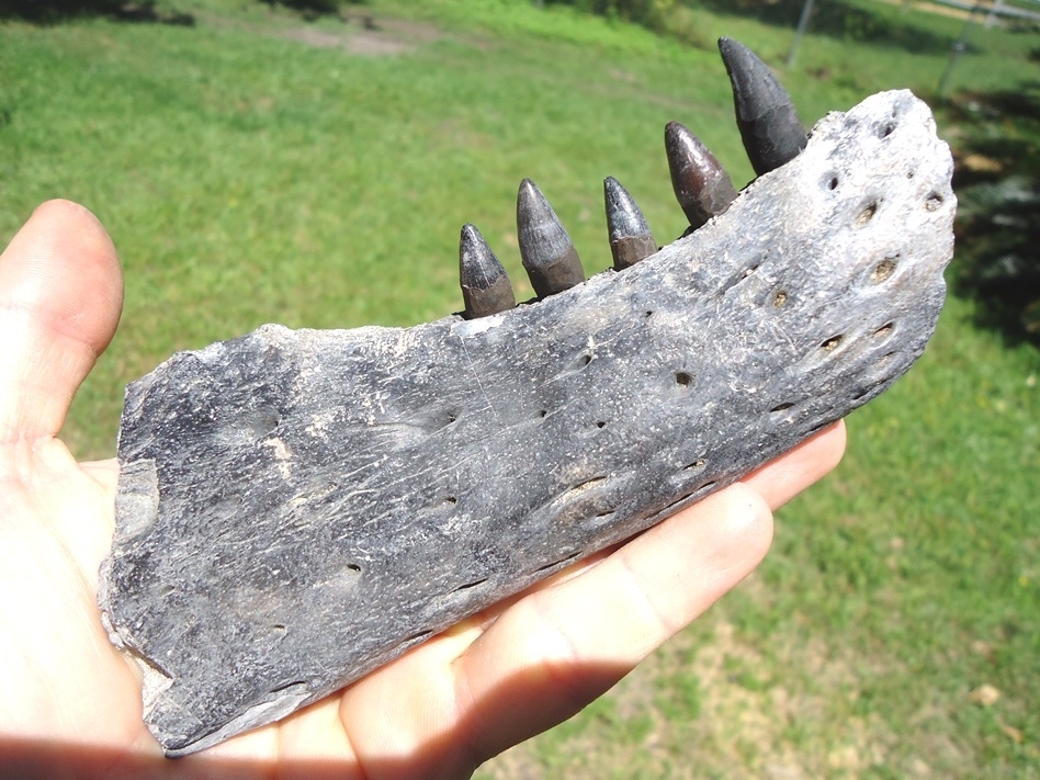 Large image 4 Section of Alligator Mandible with Five Teeth
