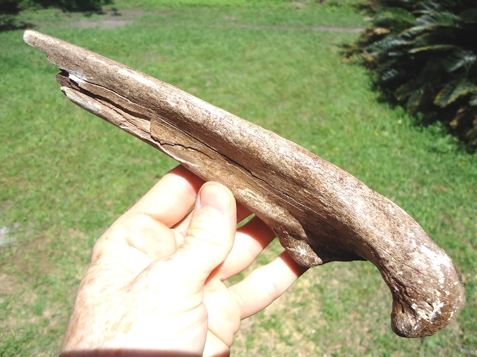 Large image 4 Massive Spectacled Bear Ulna