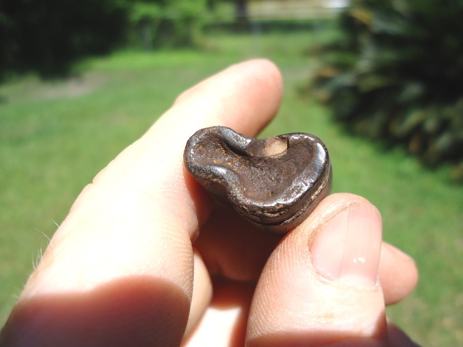 Large image 2 Bargain Paramylodon Sloth Tooth