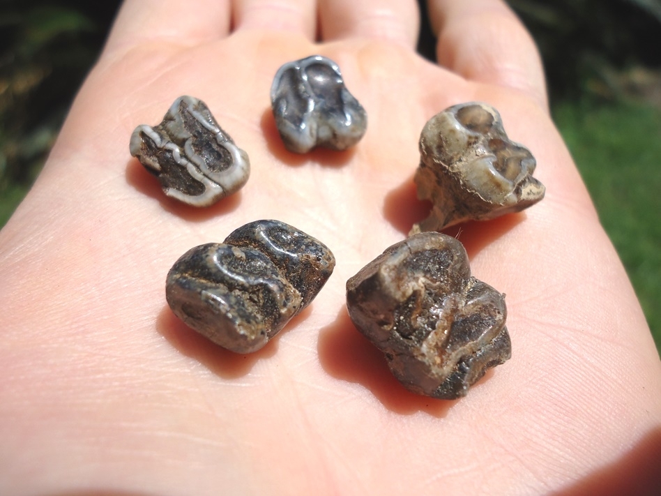 Large image 1 Five Choice Manatee Teeth