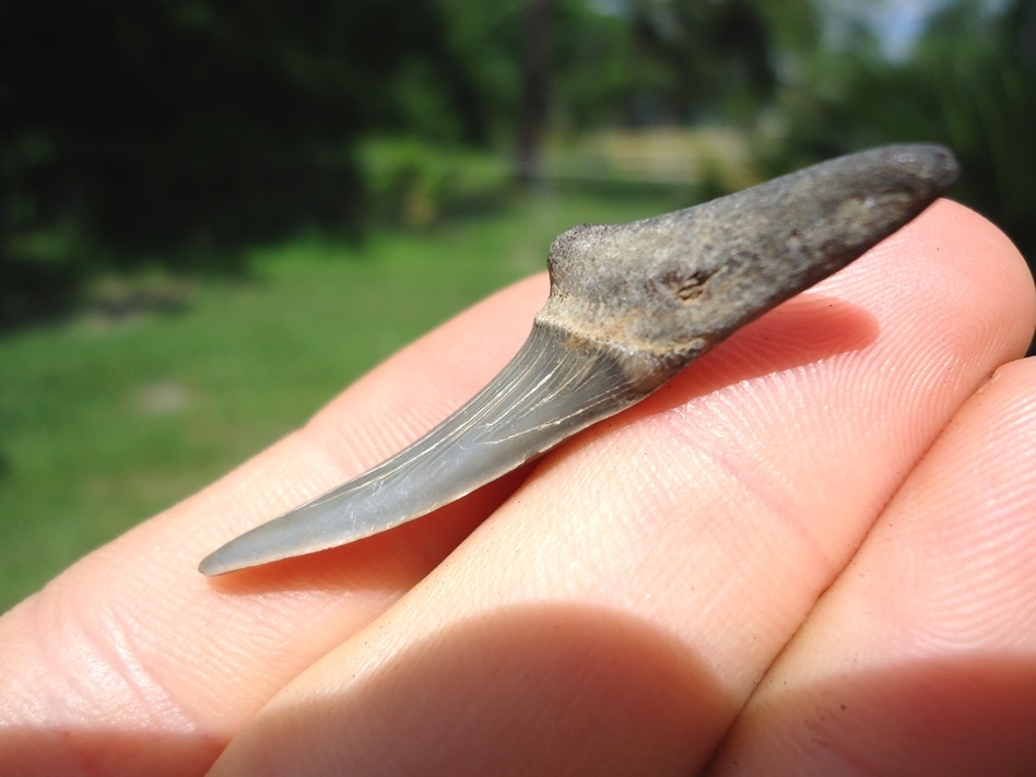 Large image 2 Rare Cretaceous Goblin Shark Tooth