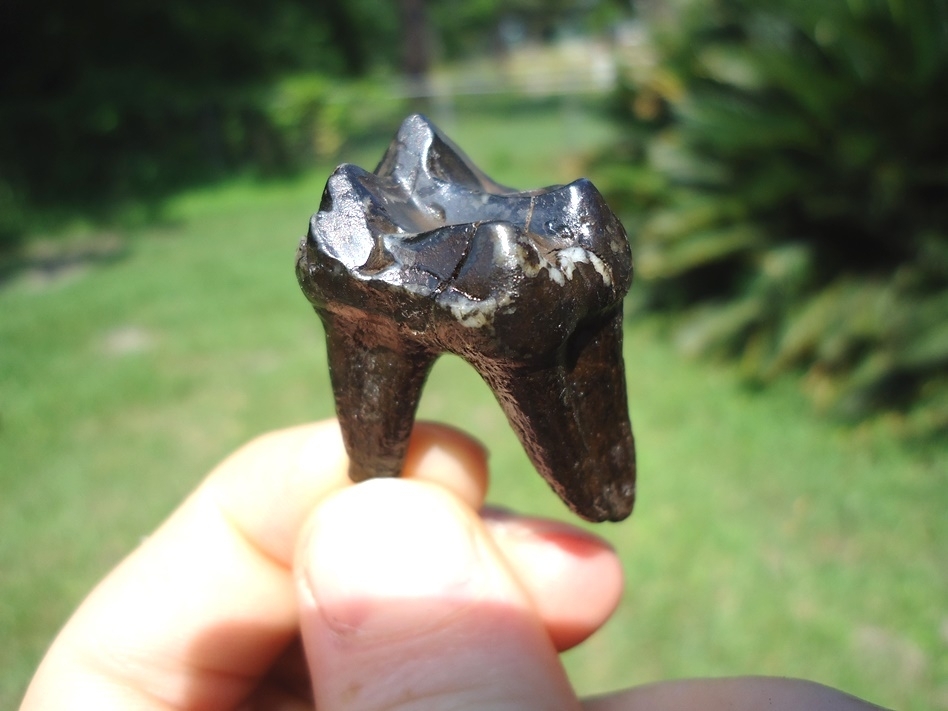 Large image 3 Awesome Rooted Tapir Upper Molar