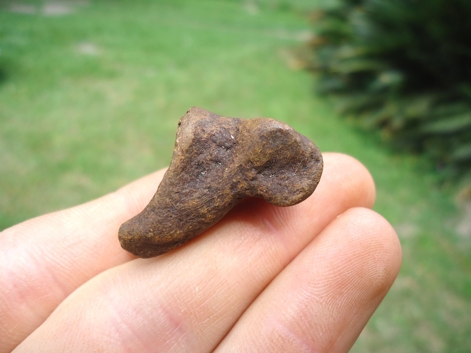Large image 1 Excellent Fused Sloth Phalanges