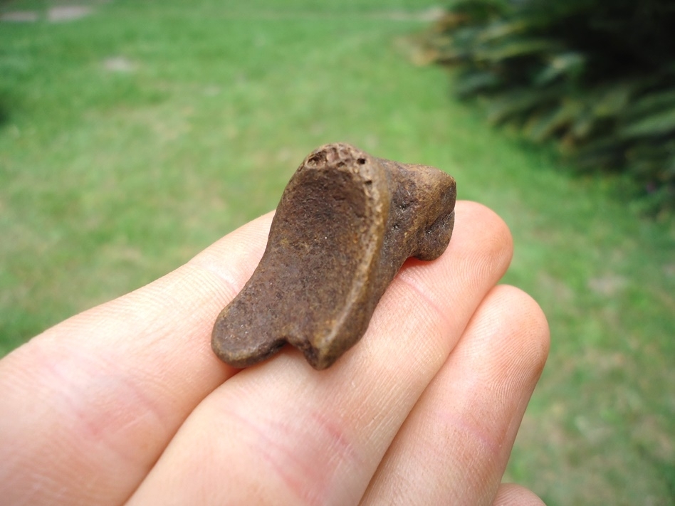 Large image 2 Excellent Fused Sloth Phalanges