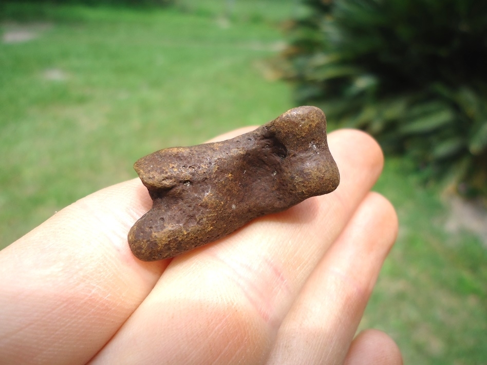 Large image 3 Excellent Fused Sloth Phalanges