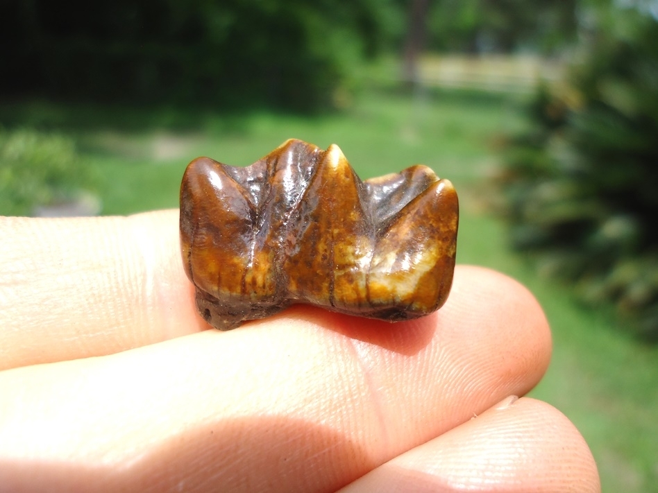 Large image 1 Stunning Fiery Red Tapir Premolar