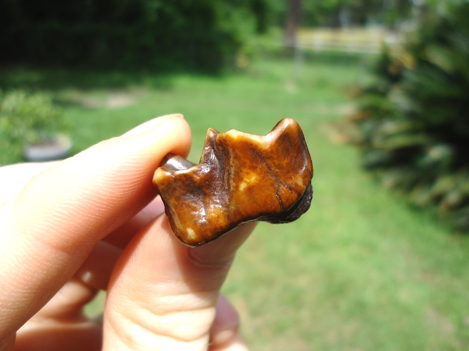 Large image 3 Stunning Fiery Red Tapir Premolar