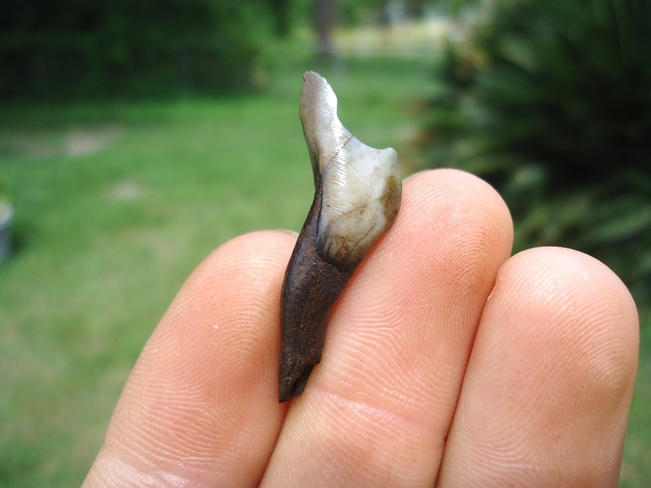 Large image 1 Camelid Incisor with Unique Wear Pattern