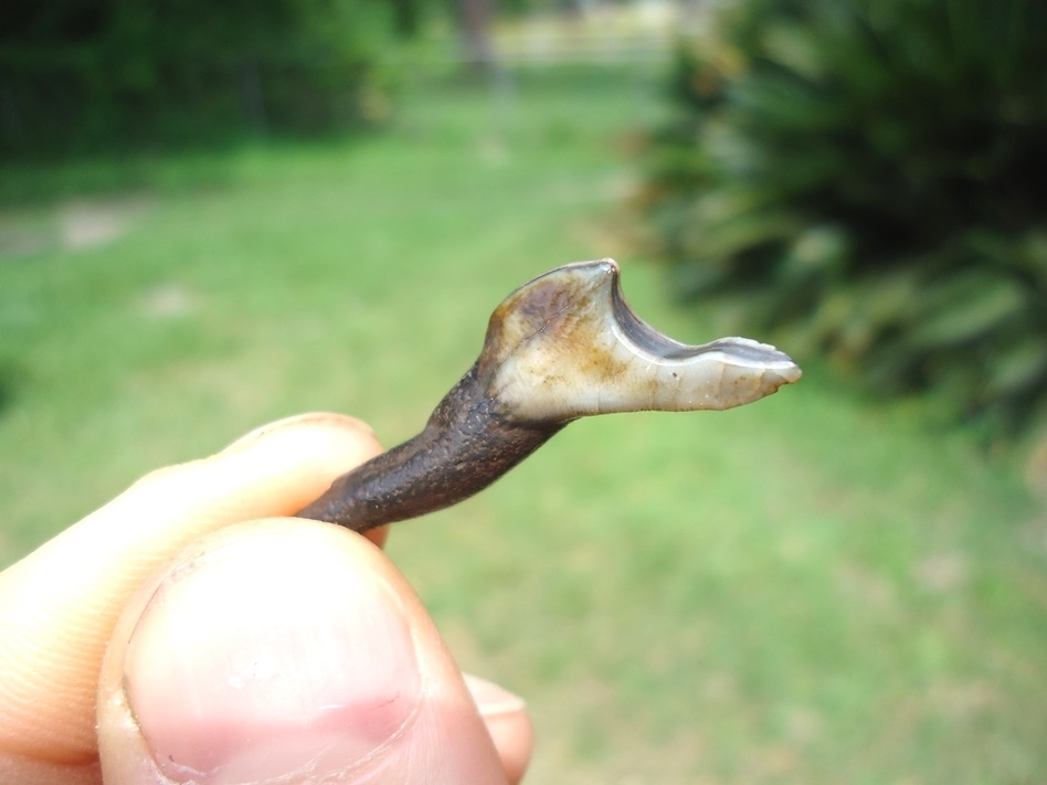 Large image 2 Camelid Incisor with Unique Wear Pattern