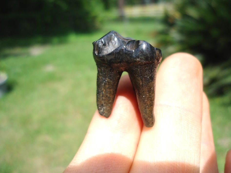 Large image 1 Excellent Tapir Upper Premolar with Full Roots