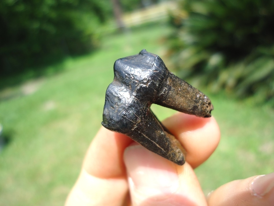 Large image 3 Excellent Tapir Upper Premolar with Full Roots